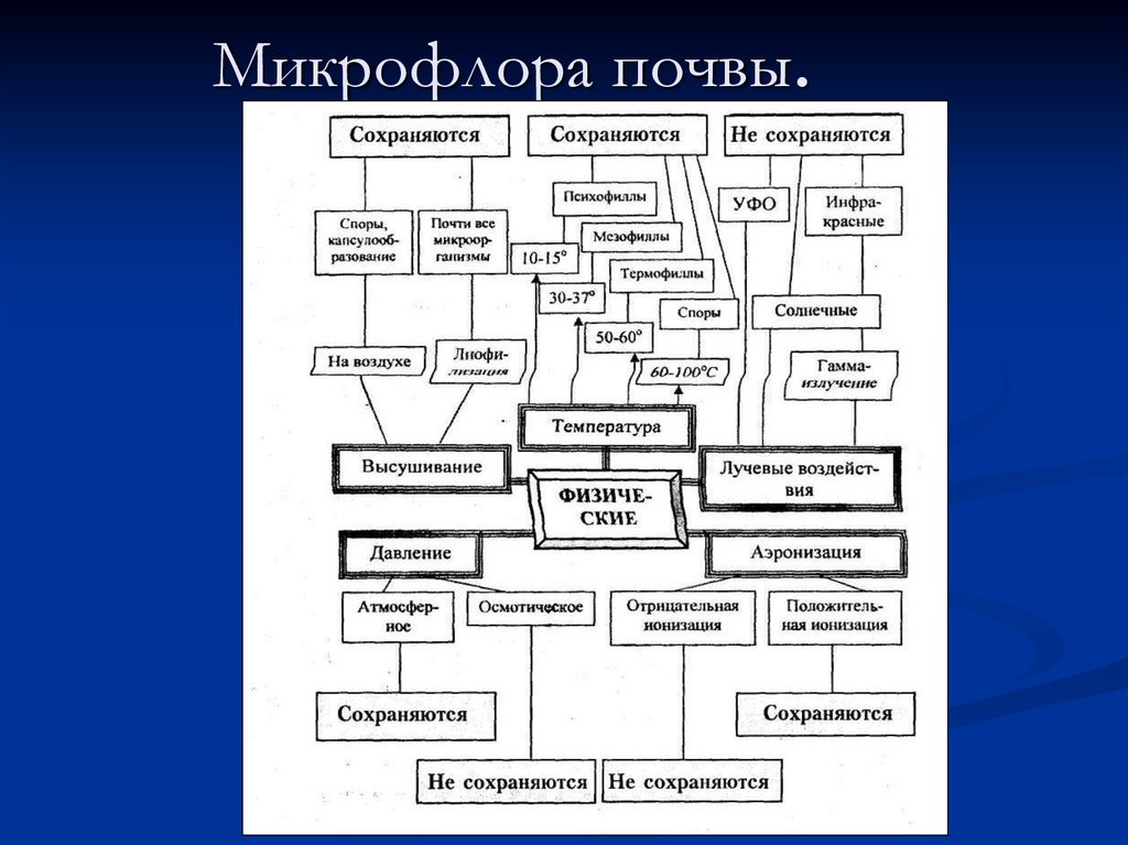 Микрофлора почвы микробиология