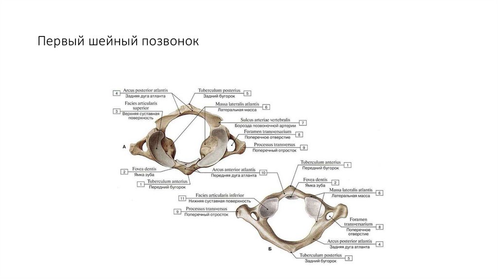 Скульптурное изображение туловища человека