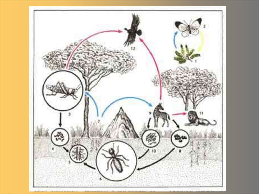 Круговорот растений и животных в природе схема. Схема круговорота веществ в природе раскраска. Круговорот веществ в природе рисунок. Схема круговорота веществ в природе 3 класс рисунок.