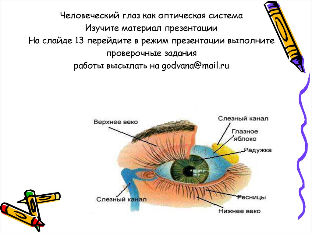 Глаз человека как оптическая система презентация