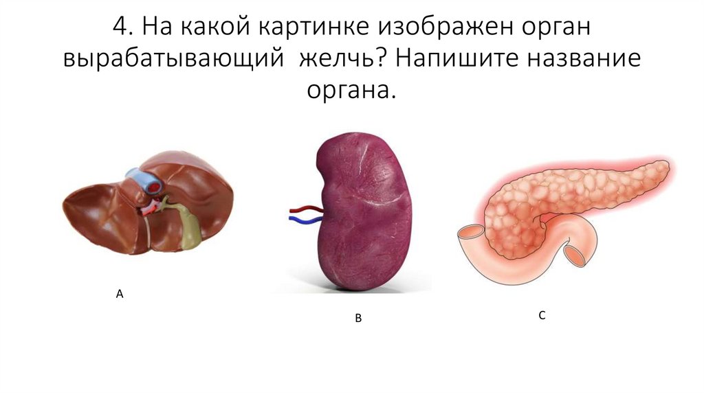 На рисунке крупная железа рыбы вырабатывающая желчь обозначена цифрой