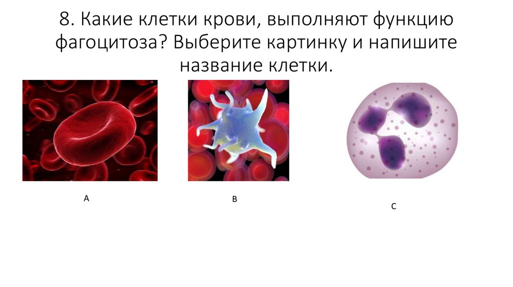 Элементы крови способные к фагоцитозу