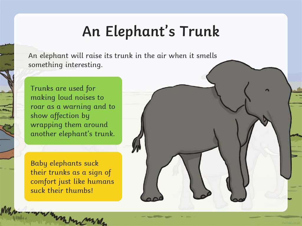 An Elephant’s Trunk