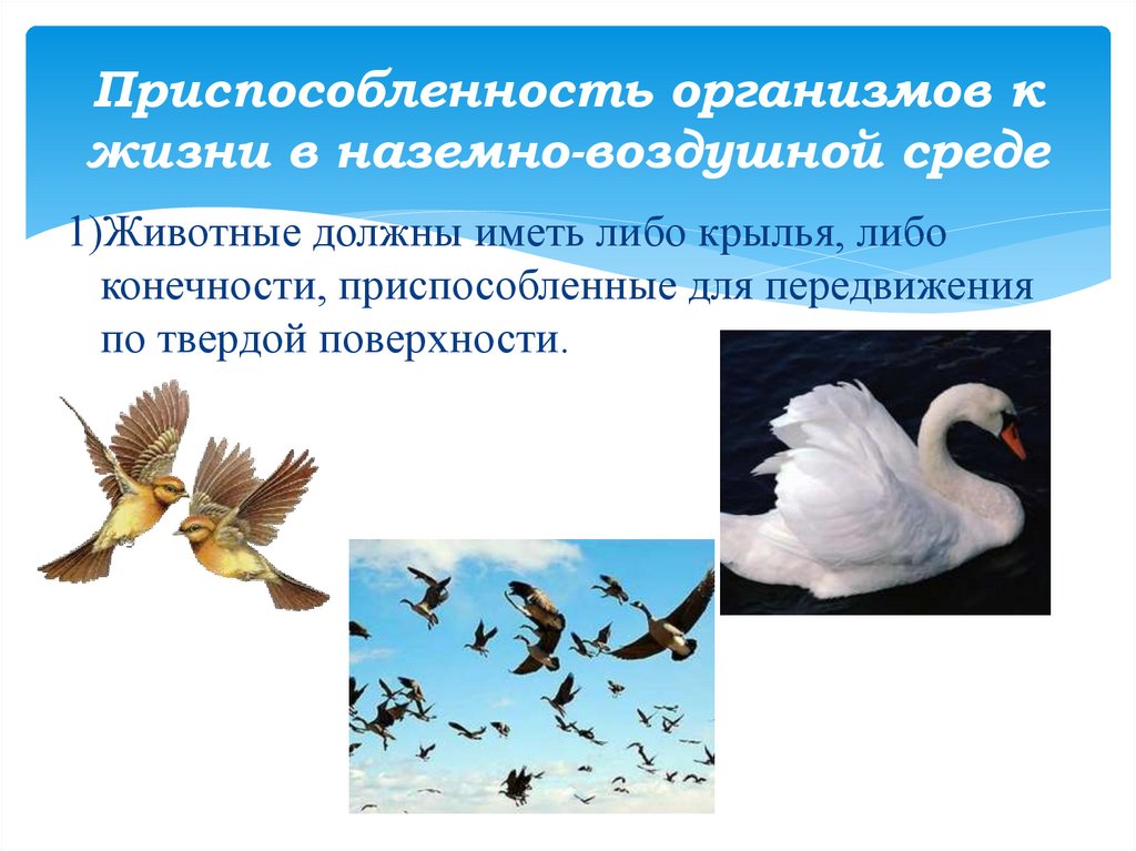 Приспособления к образу жизни птиц. Приспособленность организмов к наземно-воздушной среде. Приспособленность голубь к воздушной среде. Приспособленность организмов к жизни в наземно-воздушной среде. Приспособленность организмов летом.
