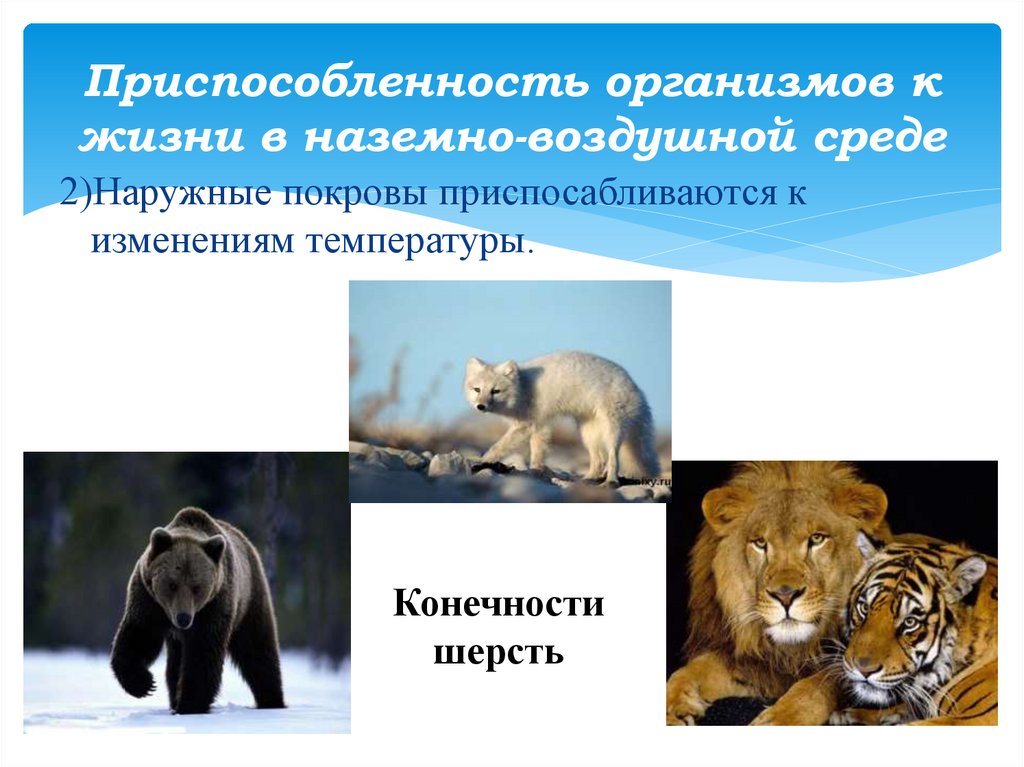 Черты приспособленности организмов к наземно воздушной среде. Приспособленность наземно воздушной среды. Приспособления живых организмов к наземно-воздушной среде. Приспособления для жизни в наземно-воздушной среде. Приспособления организмов к жизни в наземно-воздушной среде..