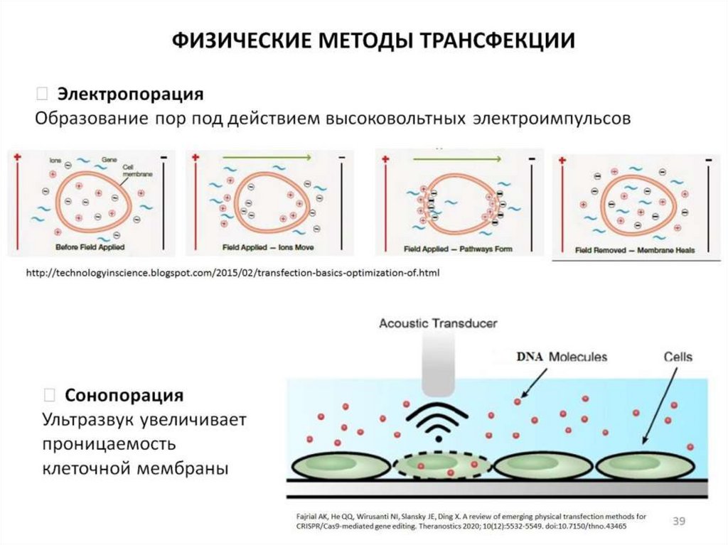 Молекулярное клонирование картинки