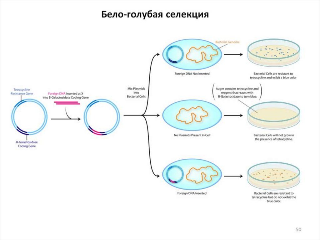 Встраивание гена инсулина в плазмиду. Схема клонирования. Встраивание ДНК В плазмиду. Встраивание Гена в плазмиду. Клонирование амфибий.