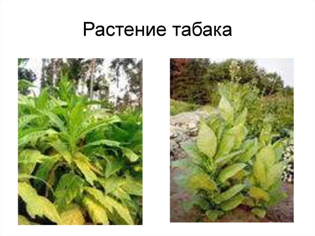 Растение табака