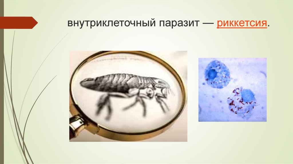 Возбудители бактериальных кровяных инфекций презентация