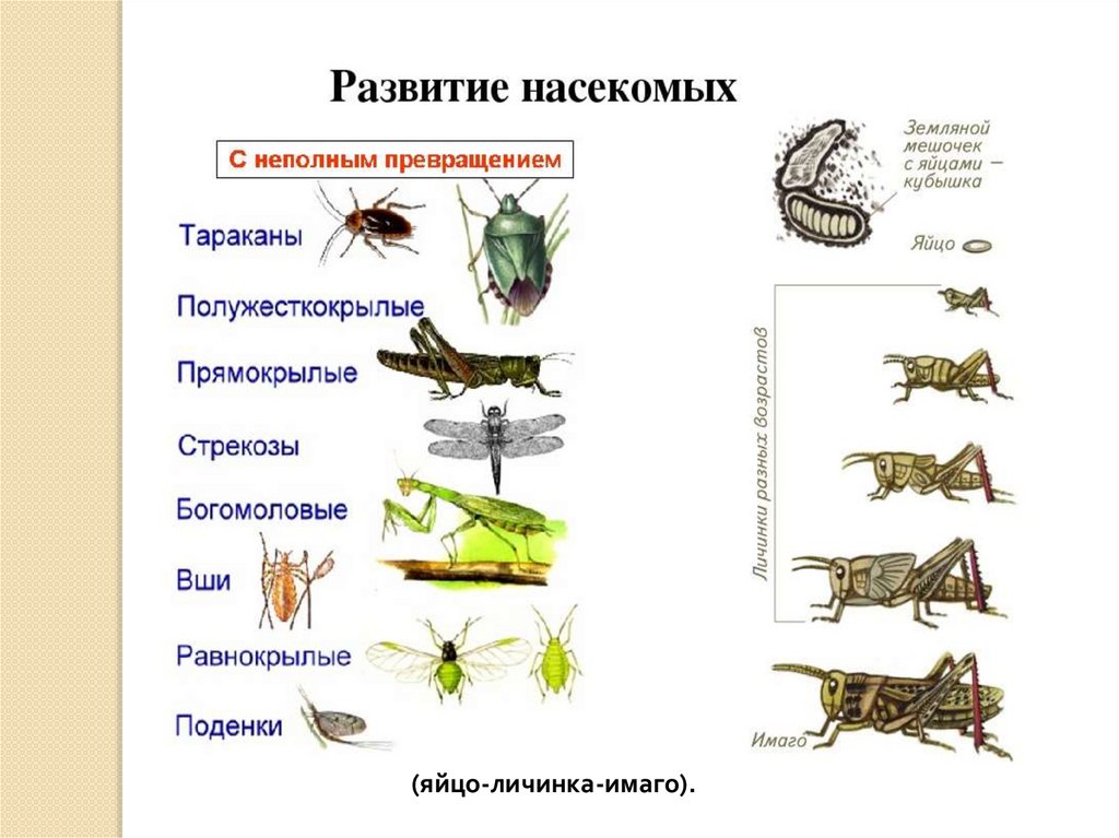 К классу насекомых не относятся. Тип Членистоногие класс насекомые. Класс насекомые 8 класс. Развитие насекомых членистоногих. Историческое развитие класса насекомых.