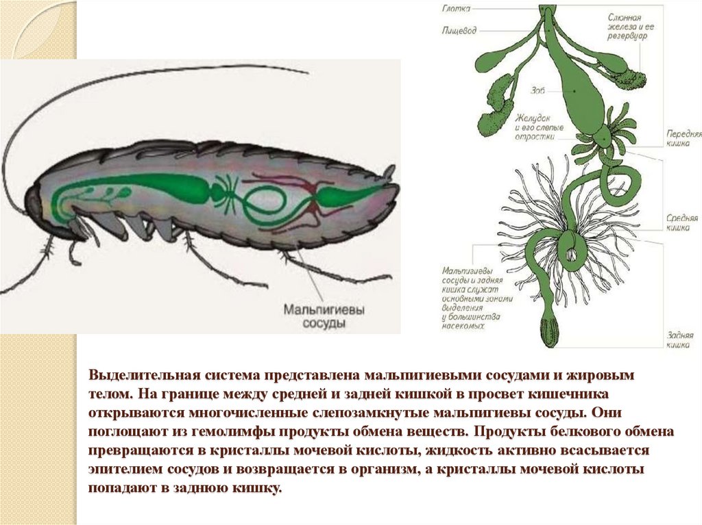 Какая функция у мальпигиевых сосудов. Выделительная система представлена мальпигиевыми сосудами. Выделительная система мальпигиевы сосуды. Мальпигиевы сосуды система у насекомых. Выделительная система насекомых жировое тело.