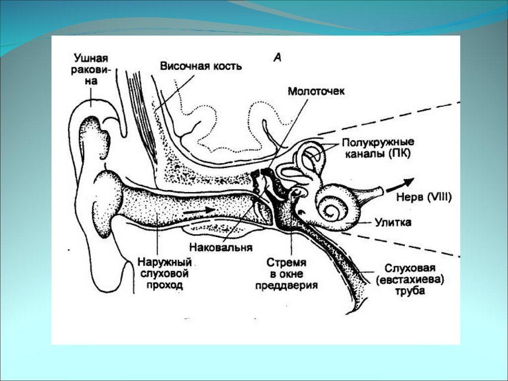 Схема слуховой сенсорной системы физиология
