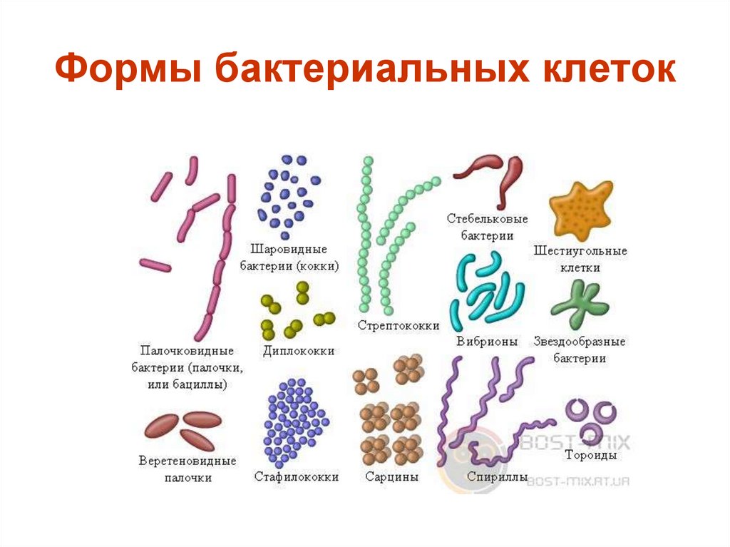 Бактерии отличия от низших