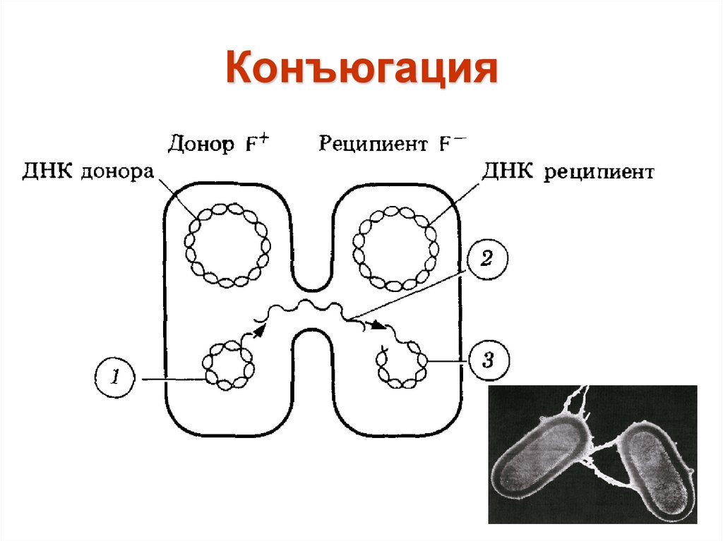 Какой цифрой на рисунке обозначен органоид животного который контролирует процесс конъюгации