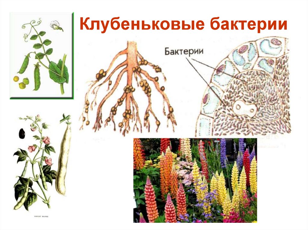 Клубеньковая бактерия продуцент