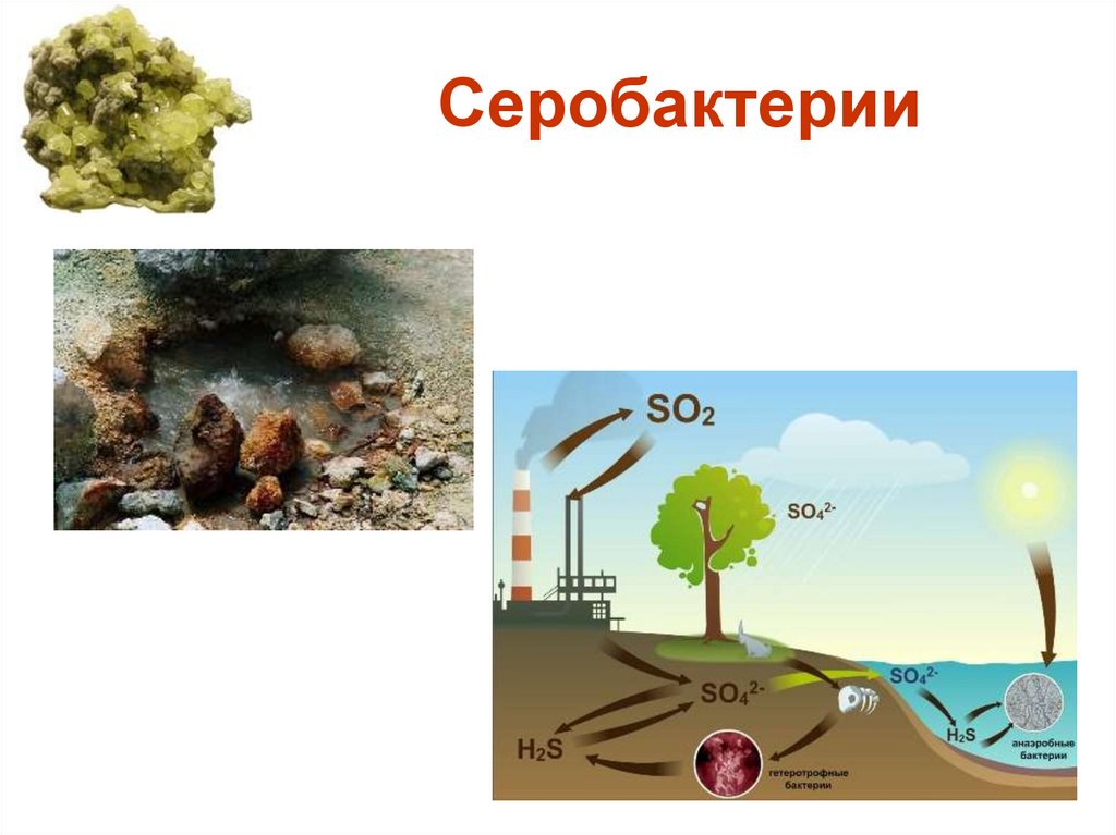 Серобактерии живут. Серобактерии это в биологии. Серобактерии в окружающей среде. Форма рисунка серобактерии.