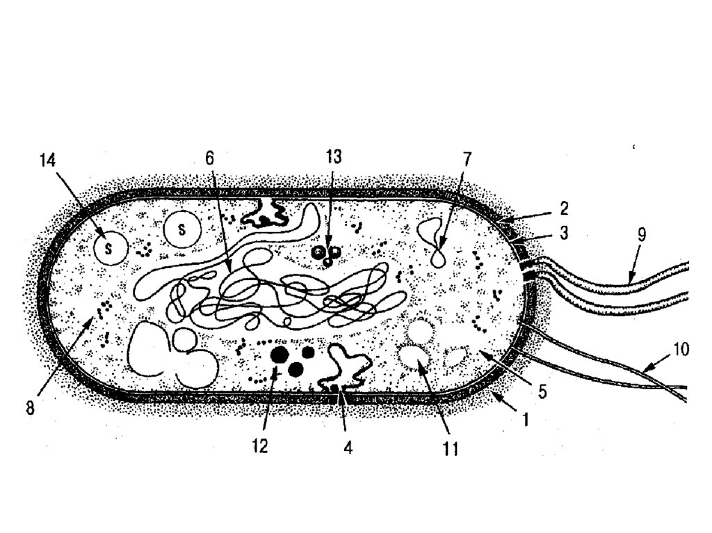 Оболочка клетки прокариота. Прокариотическая и эукариотическая клетка. Нарисовать клетку прокариот. Строение прокариот. Строение прокариот схема.