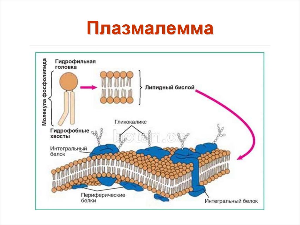 Состав мембраны клеток. Схема строения цитоплазматической мембраны. Строение цитоплазматической мембраны клетки. Схема строения наружной цитоплазматической мембраны. Цитоплазматическая мембрана (клеточная мембрана, плазмалемма):.