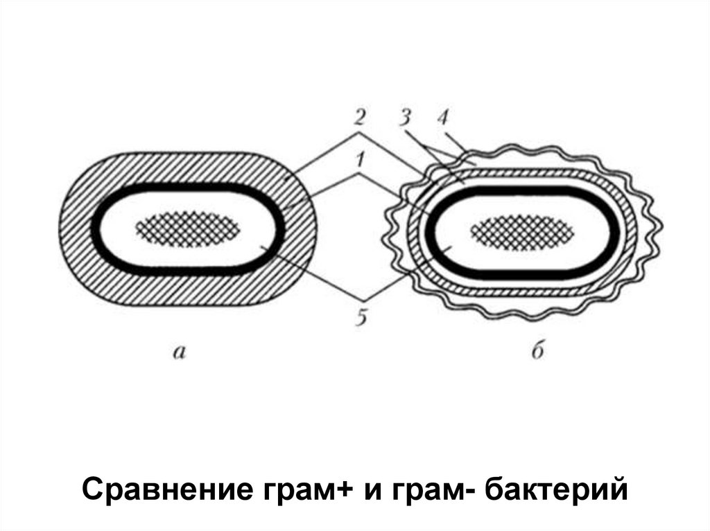 Стенка клетки бактерии. Клеточная стенка эубактерий. Мини оболочки грамм отрицательных бактерий. Грамм + оболочка.