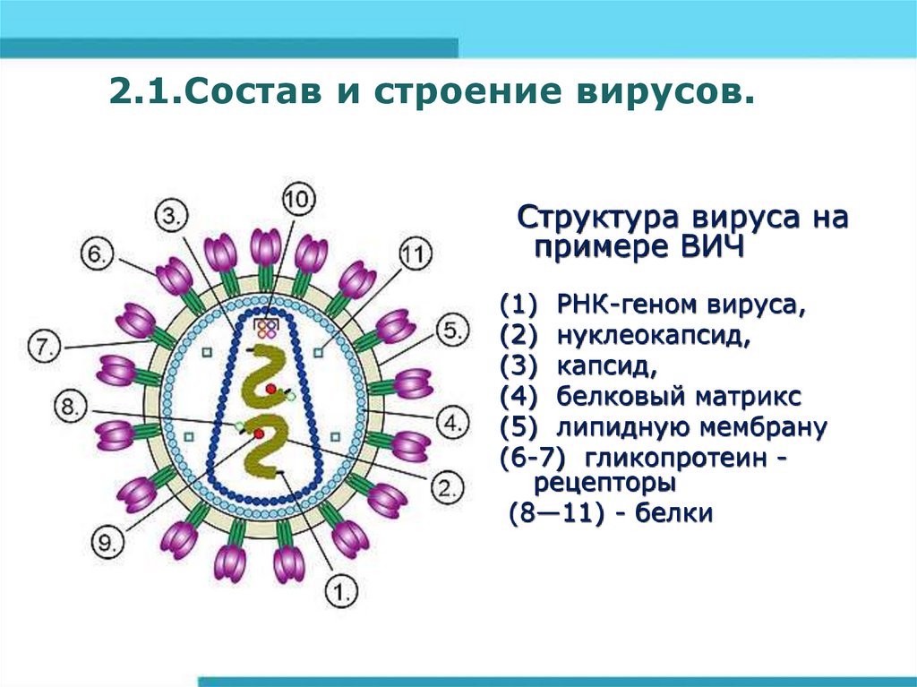 Химическое строение вируса. Состав и строение вирусов. Структура вируса ВИЧ микробиология. Строение вируса биология 10.