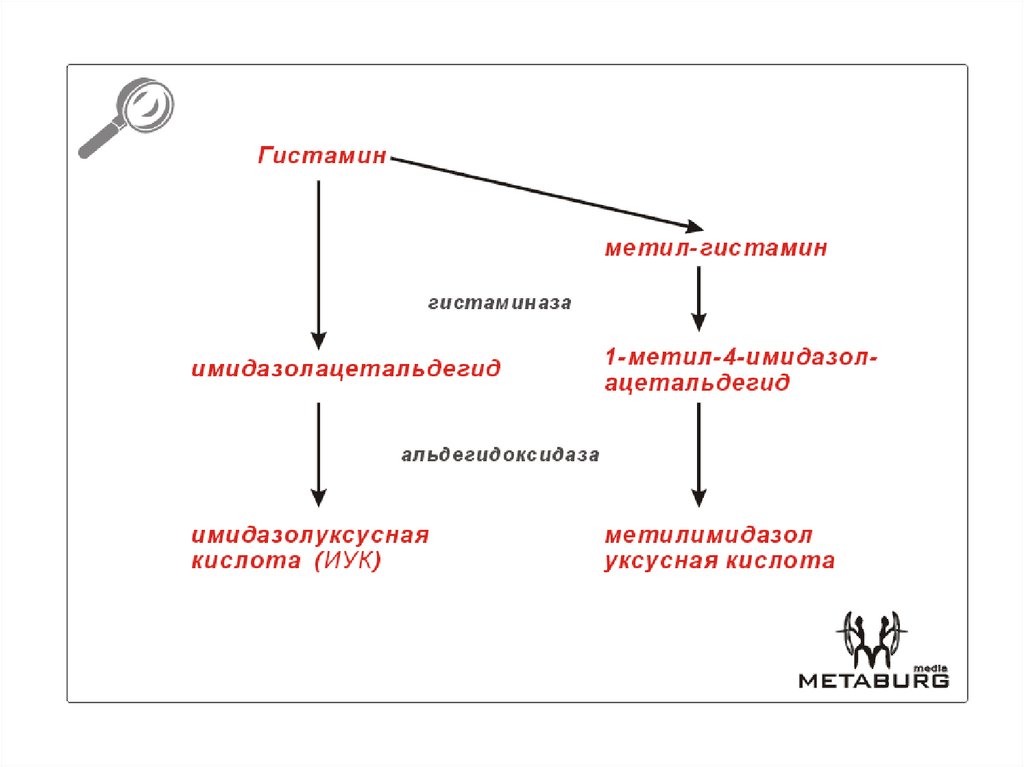 Цикл синтеза. Схема превращения углеродного скелета ряда аминокислот. Схему превращения углеродного скелета. Углеродный скелет аминокислот. Превращение углеродного скелета аминокислот.