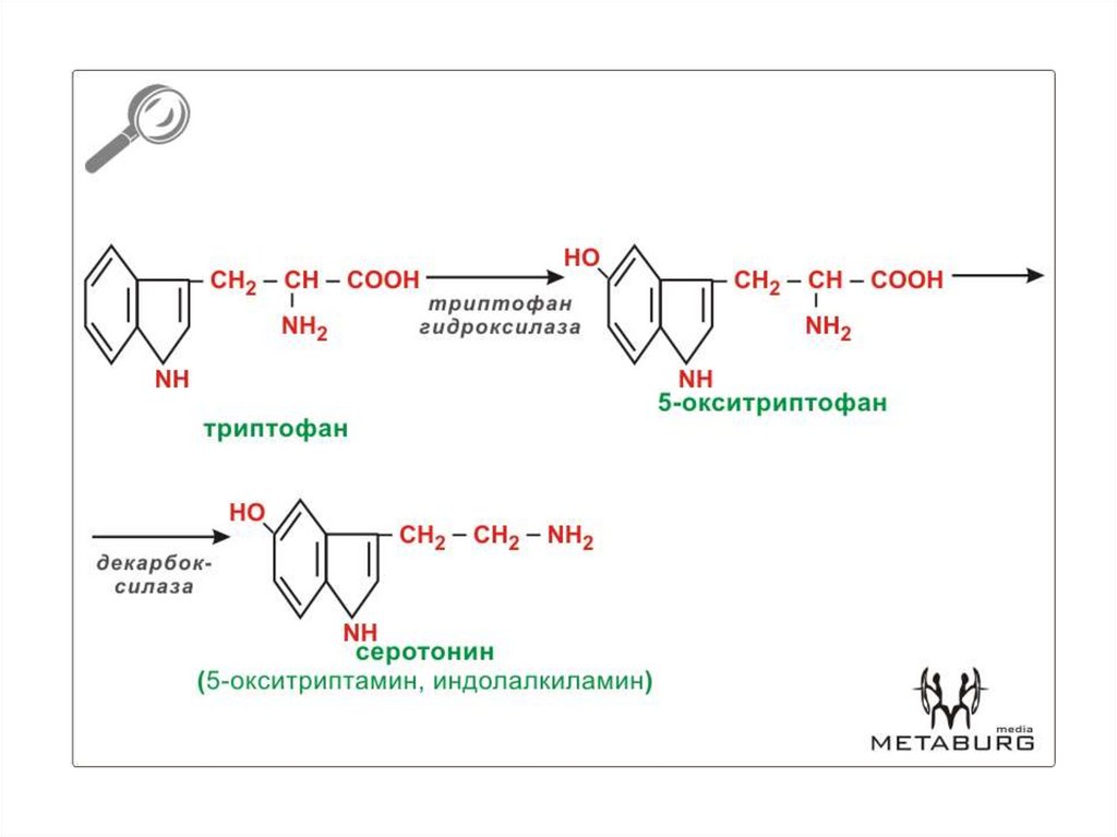 Цикл синтеза. Окситриптамин. Серотонина адипинат формула. 5 Окситриптамин. Судьба углеродного скелета аминокислот.