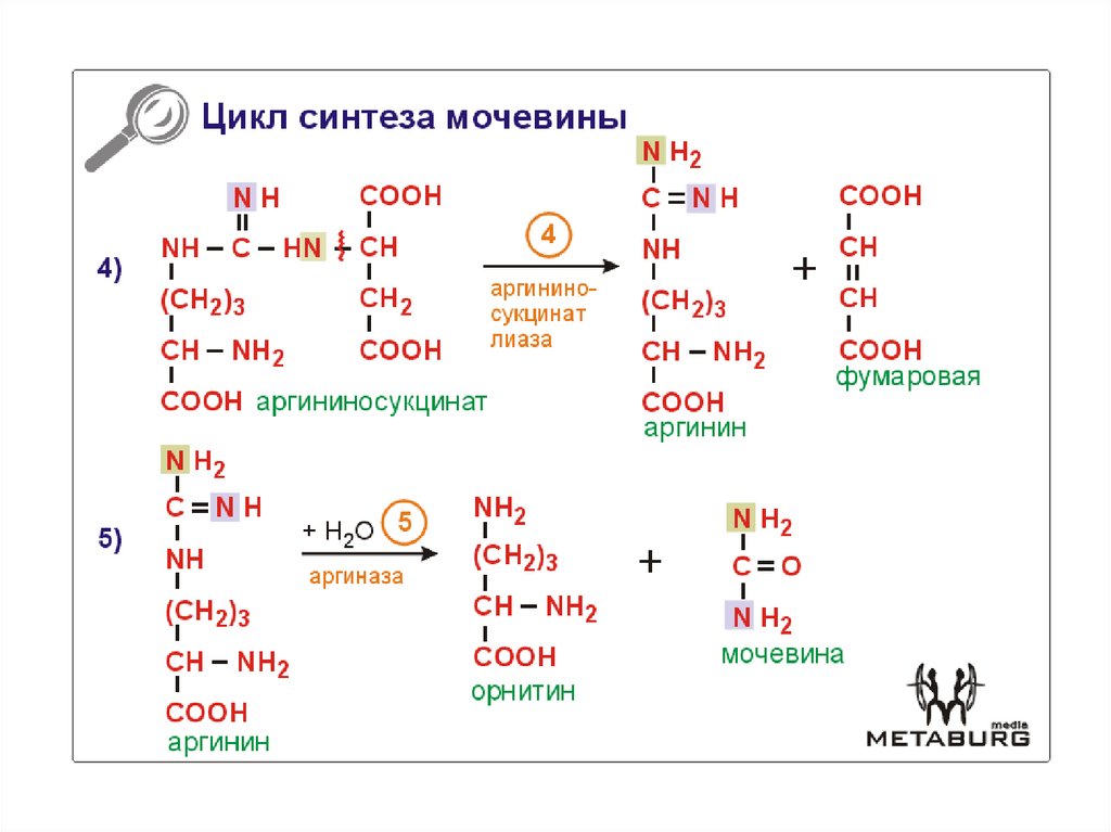 Синтез аминокислот. Синтез заменимых аминокислот. Механизмы синтеза аминокислот.. Первичный Синтез аминокислот. Получение заменимых аминокислот.