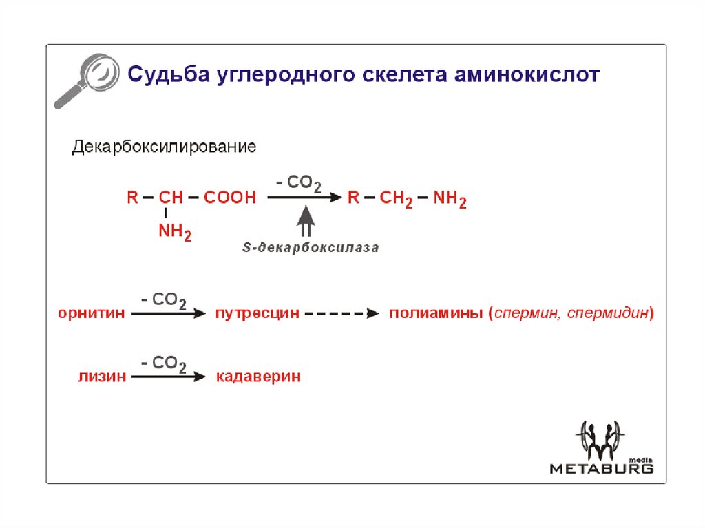 Углеродный скелет. Углеродный скелет аминокислот. Судьба углеродного скелета аминокислот. Схема превращения углеродного скелета ряда аминокислот. Углеродный скелет аланина.