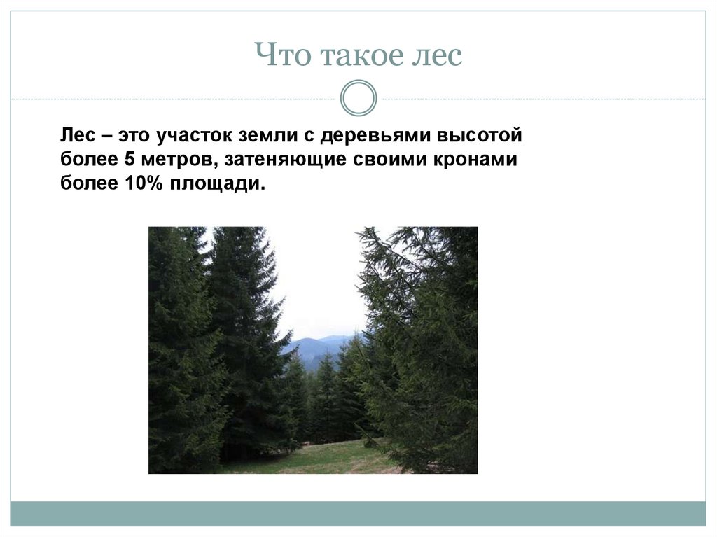 Лес определение. Лес это определение. Определение леса. Лес что это такое дайте определение. Лес это определение для детей.