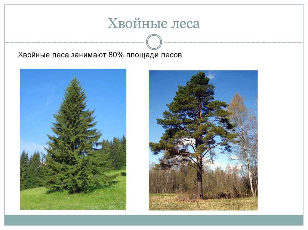 Хвойные презентация. Хвойные леса презентация. Леса России презентация. Хвойные леса как означают. Значение хвойных лесов России.