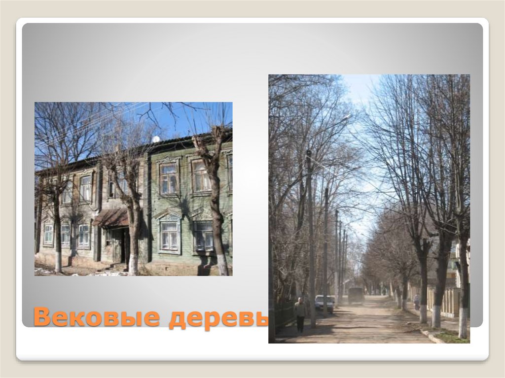 Вековые деревья