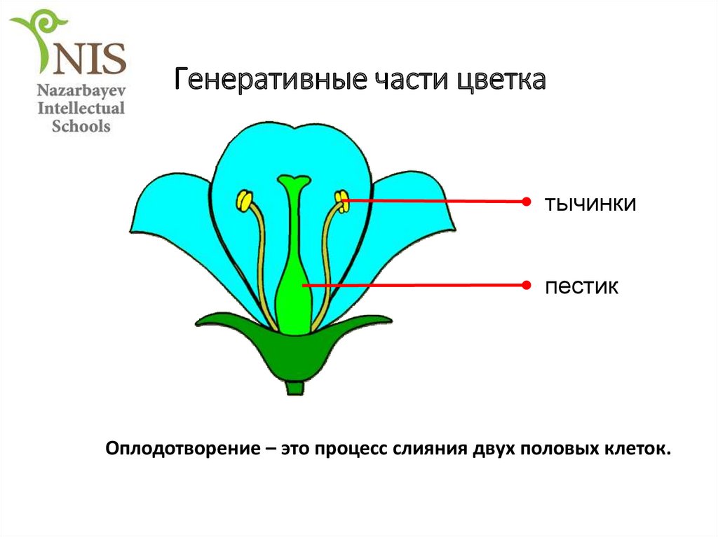 Генеративные органы тест. Части цветка. Строение цветка генеративная часть. Генеративные части растения. Часть цветка в которой происходит оплодотворение.