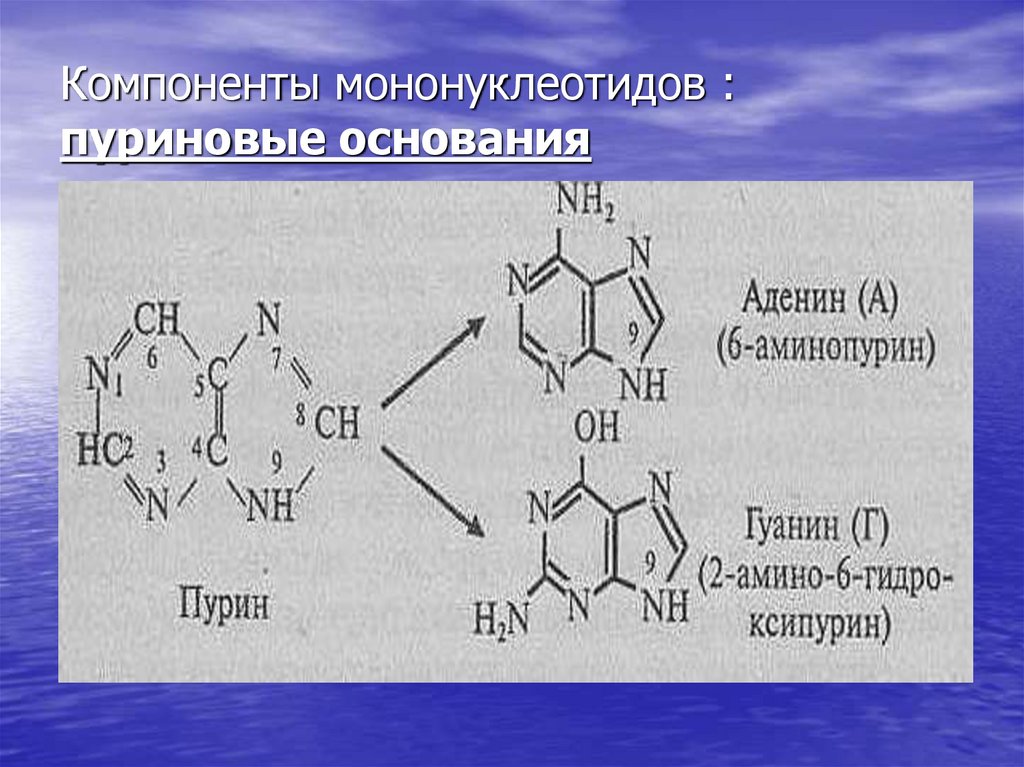 Пуриновыми нуклеотидами являются. Синтез пуриновых оснований. Пуриновые основания биохимия. Пуриновые и пиримидиновые мононуклеотиды. Нуклеиновые кислоты пуриновые и пиримидиновые основания.