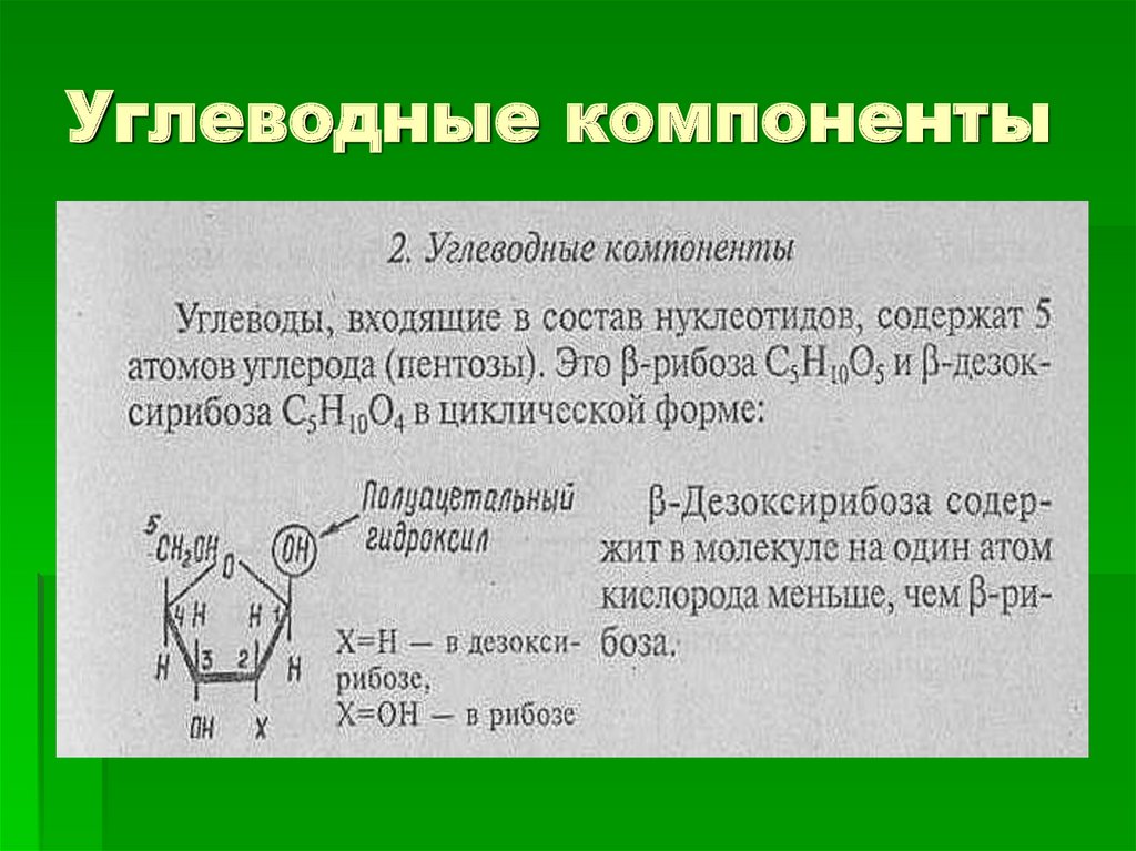 углеводные компоненты мембранных гликопротеинов. углеводные компоненты белков. рибоза является структурным элементом. углеводные компоненты. углеводные компоненты.