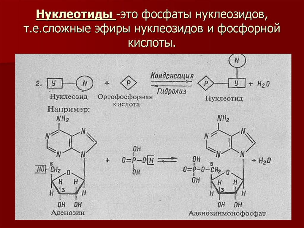 Гидролиз фосфатов