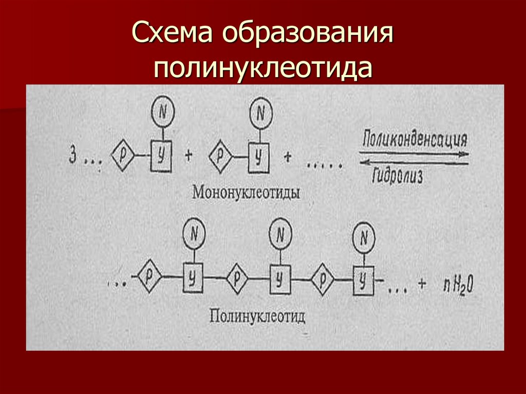 К схема образования