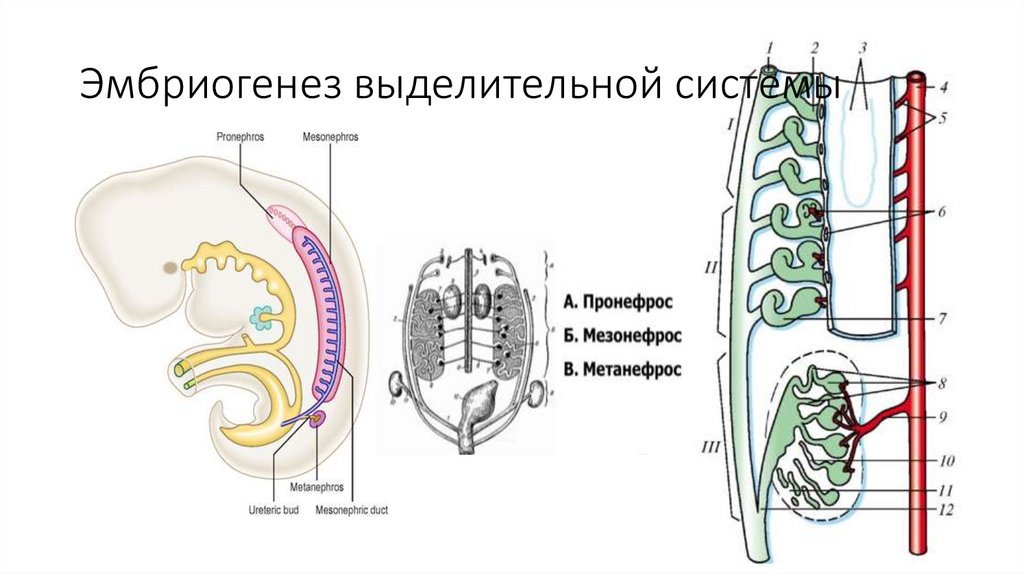 Эмбриогенез дыхательной системы презентация