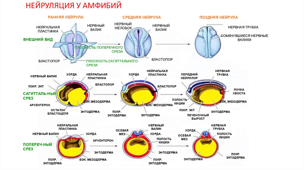 Схема дифференцировки нейрального зачатка