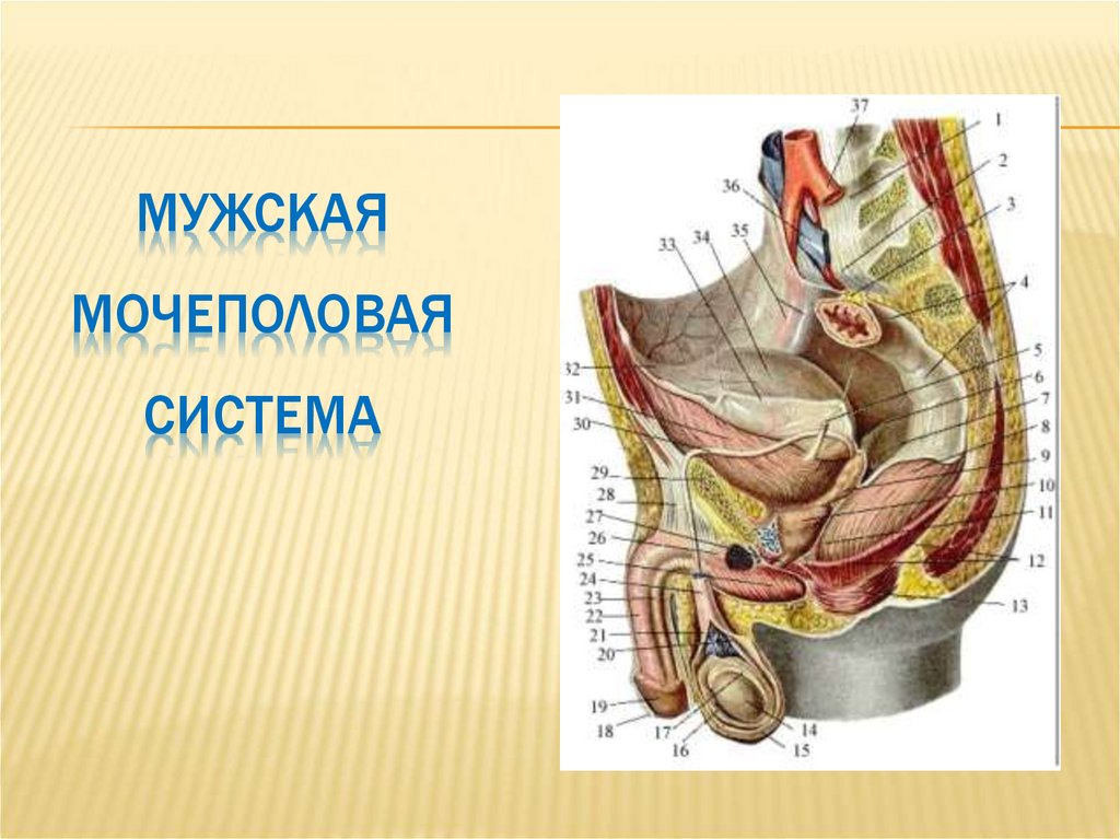 Мужская Мочеполовая система