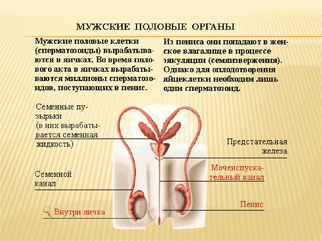 Половая система презентация