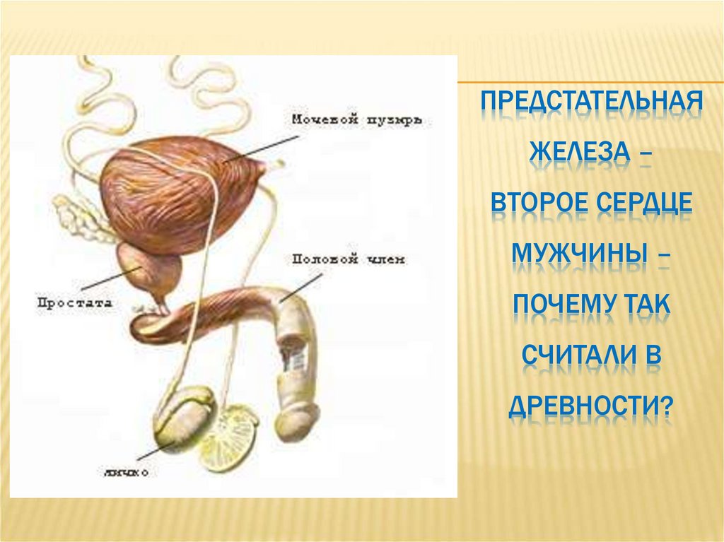 Предстательная железа – второе сердце мужчины – Почему так считали в древности?