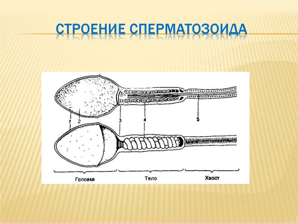 Строение сперматозоида