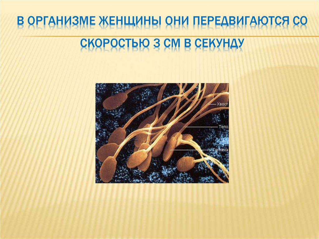 В организме женщины они передвигаются со скоростью 3 см в секунду
