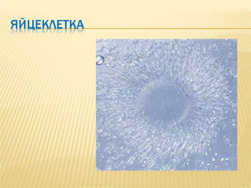 Яйцеклетка