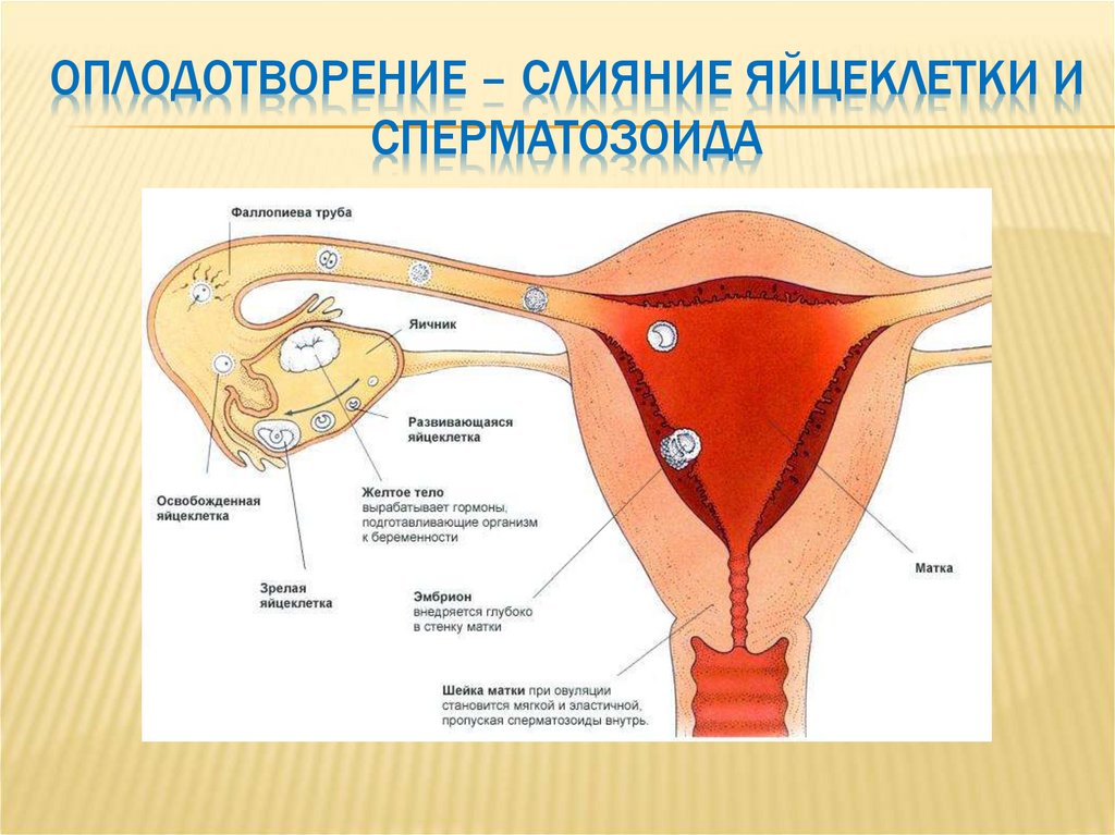 Женские органы оплодотворение