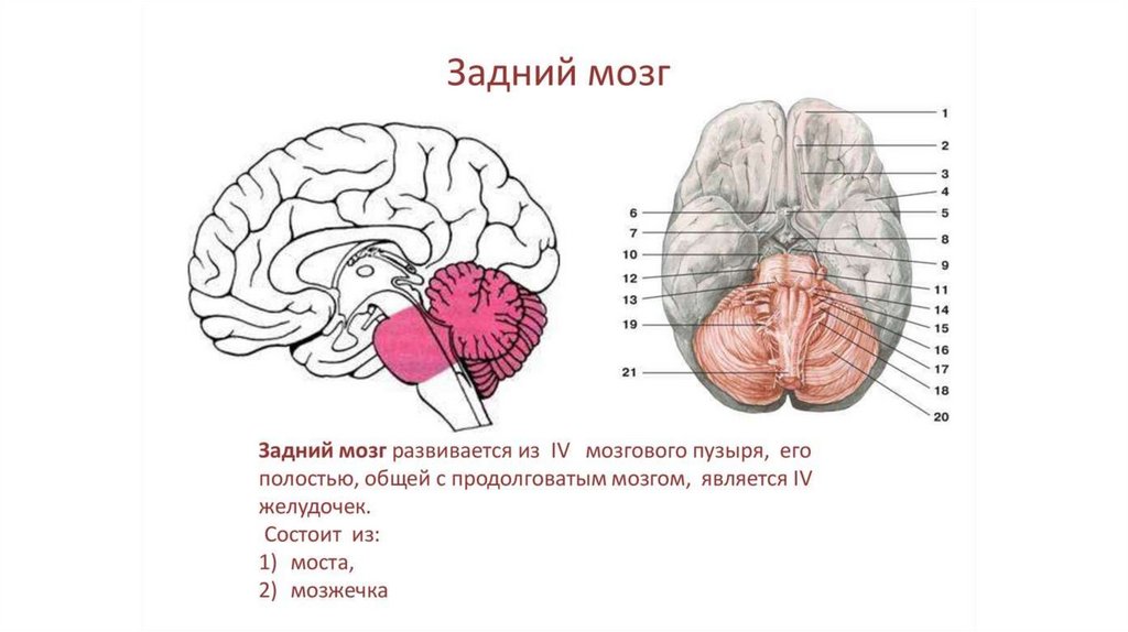 Мозжечок на рисунке обозначен под цифрой