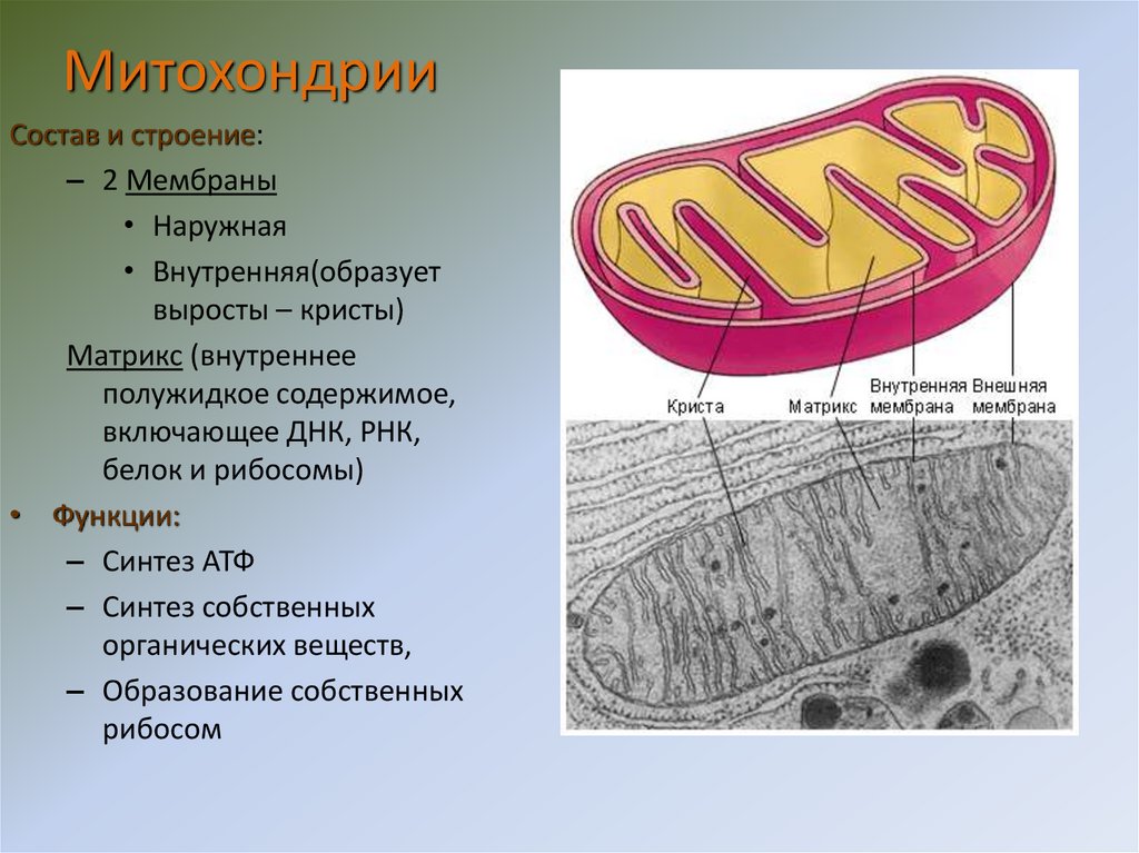 Органоид образующий атф. Состав и строение митохондрии. Митохондрии состав строение и функции. Мембрана митохондрий состав. Клеточная митохондрия.