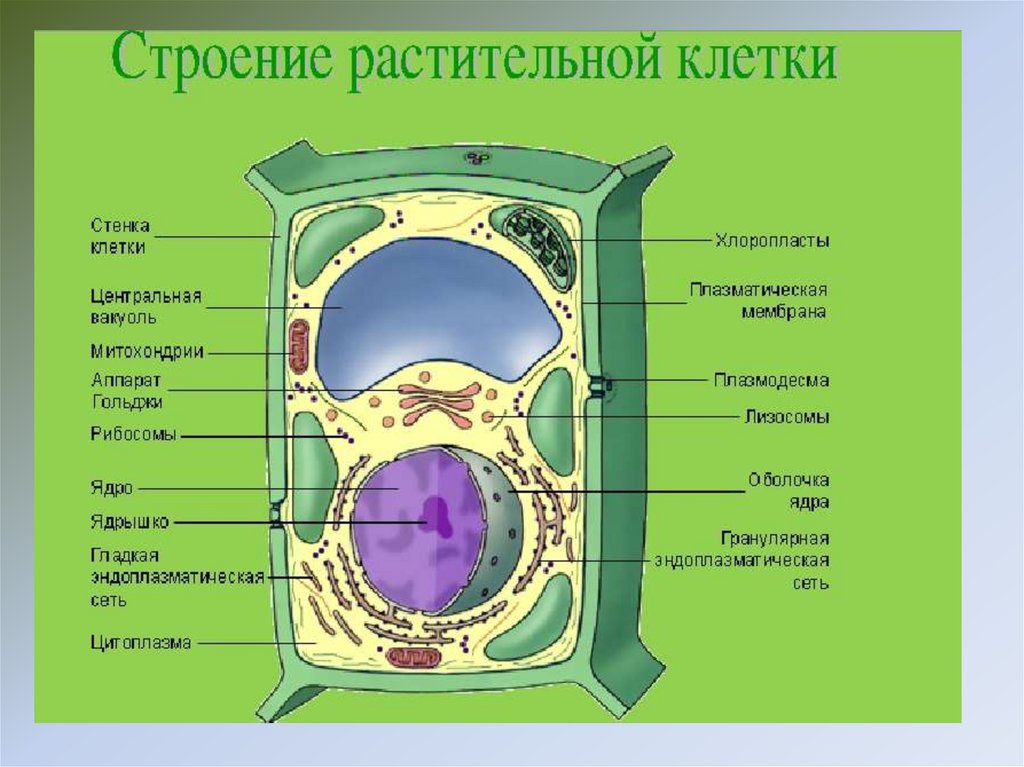 Клетка пояснение. Строение растительной клетки 6. Схема строения клетки растения. Обобщенная схема строения растительной клетки. Строение растительной клетки 7 класс биология.