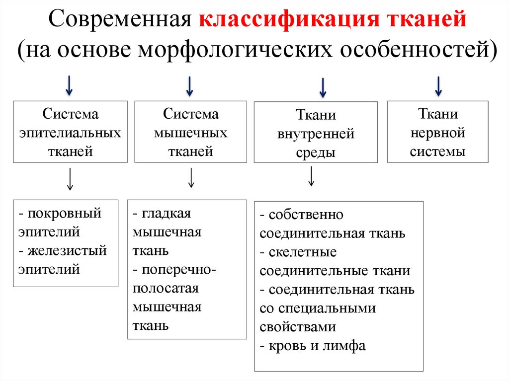 Группы тканей классификация