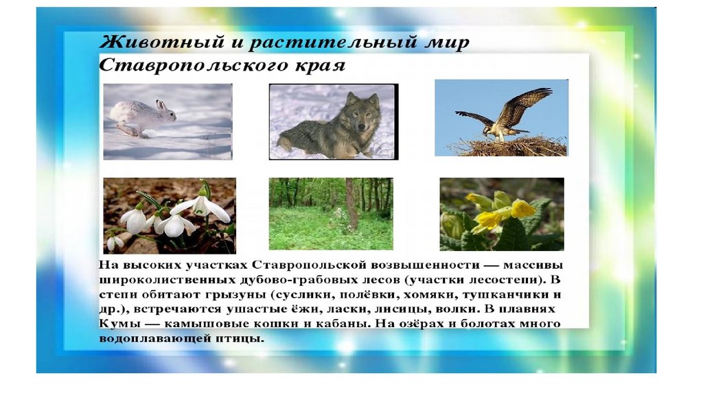 Разнообразие природы родного края амурская область